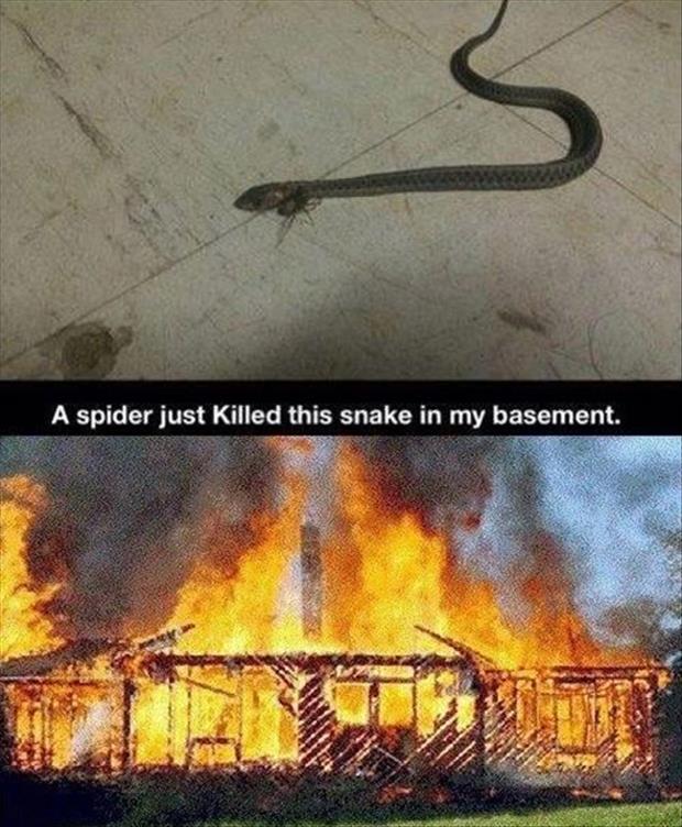 a-funny-spider.jpg