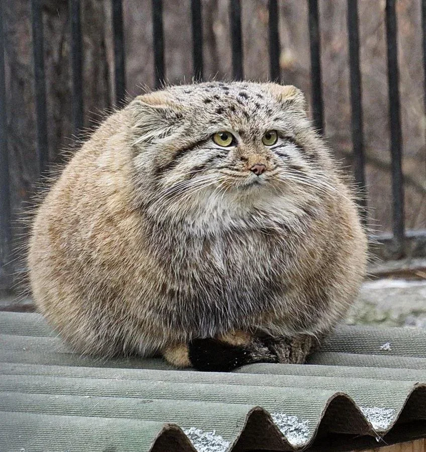 a-very-spherical-manul-v0-gpl4jpci7ofa1.webp