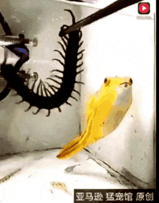 a0N43e7B_700wa_0.gif