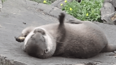A60DFC0C-F9D2-4AC7-B09D-FB38E5667601.gif