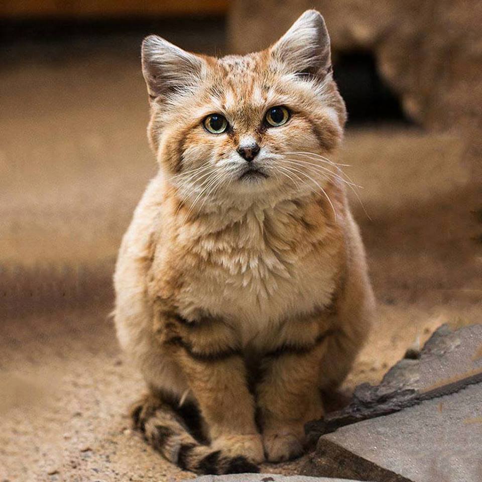 Afrikanische Sandkatze.jpg