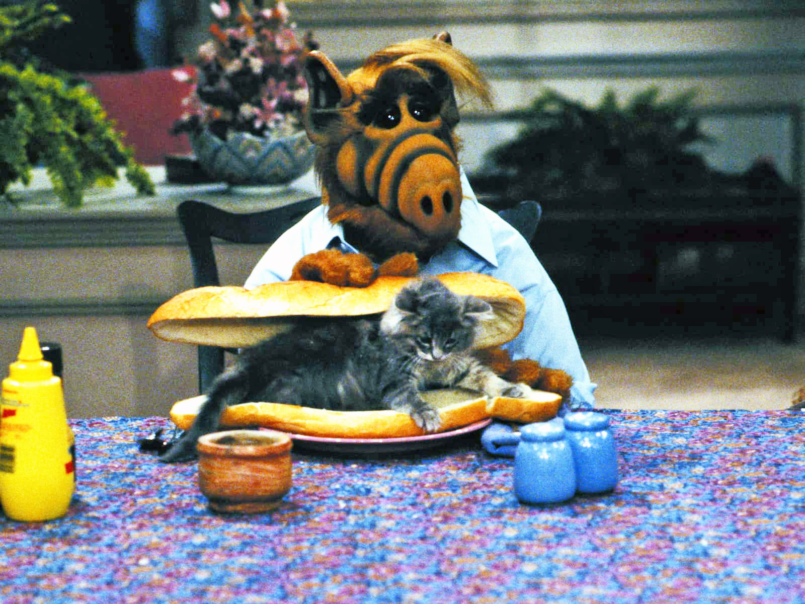 alf-und-katzen.jpg