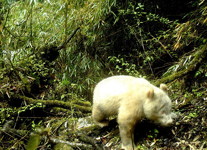all-white-albino-panda-first-photograph-1-5cecfef73e4c0__700.jpg
