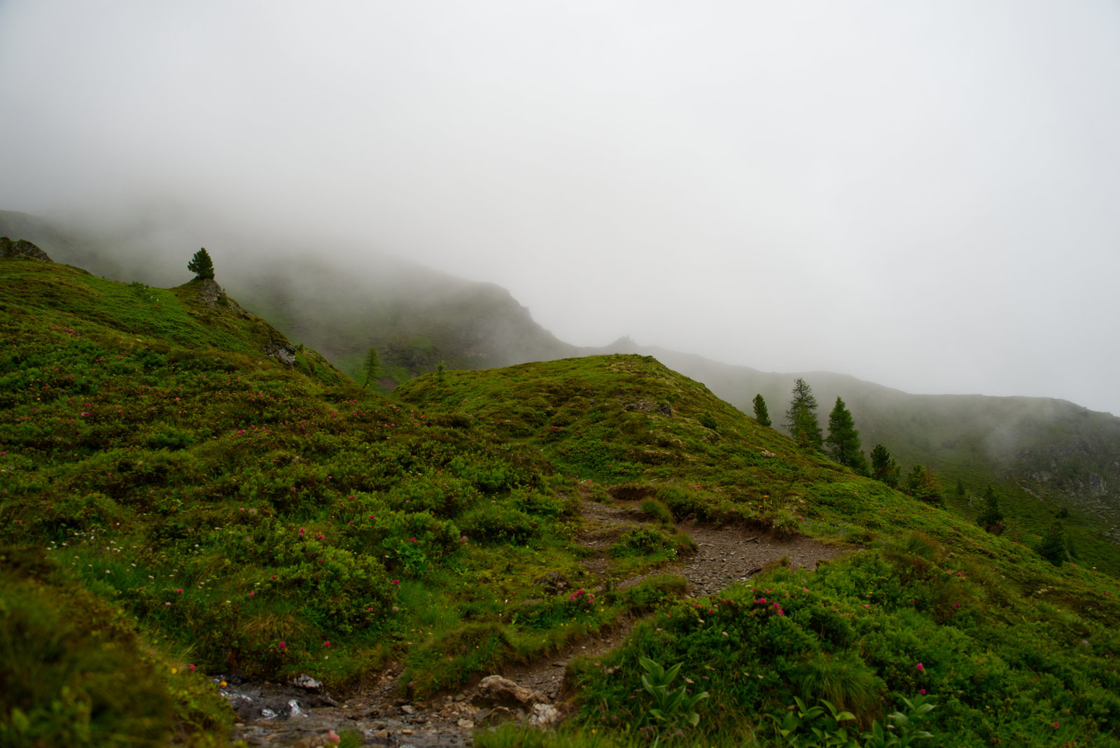 Alpen Alm3.jpg