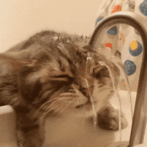animal_01.gif