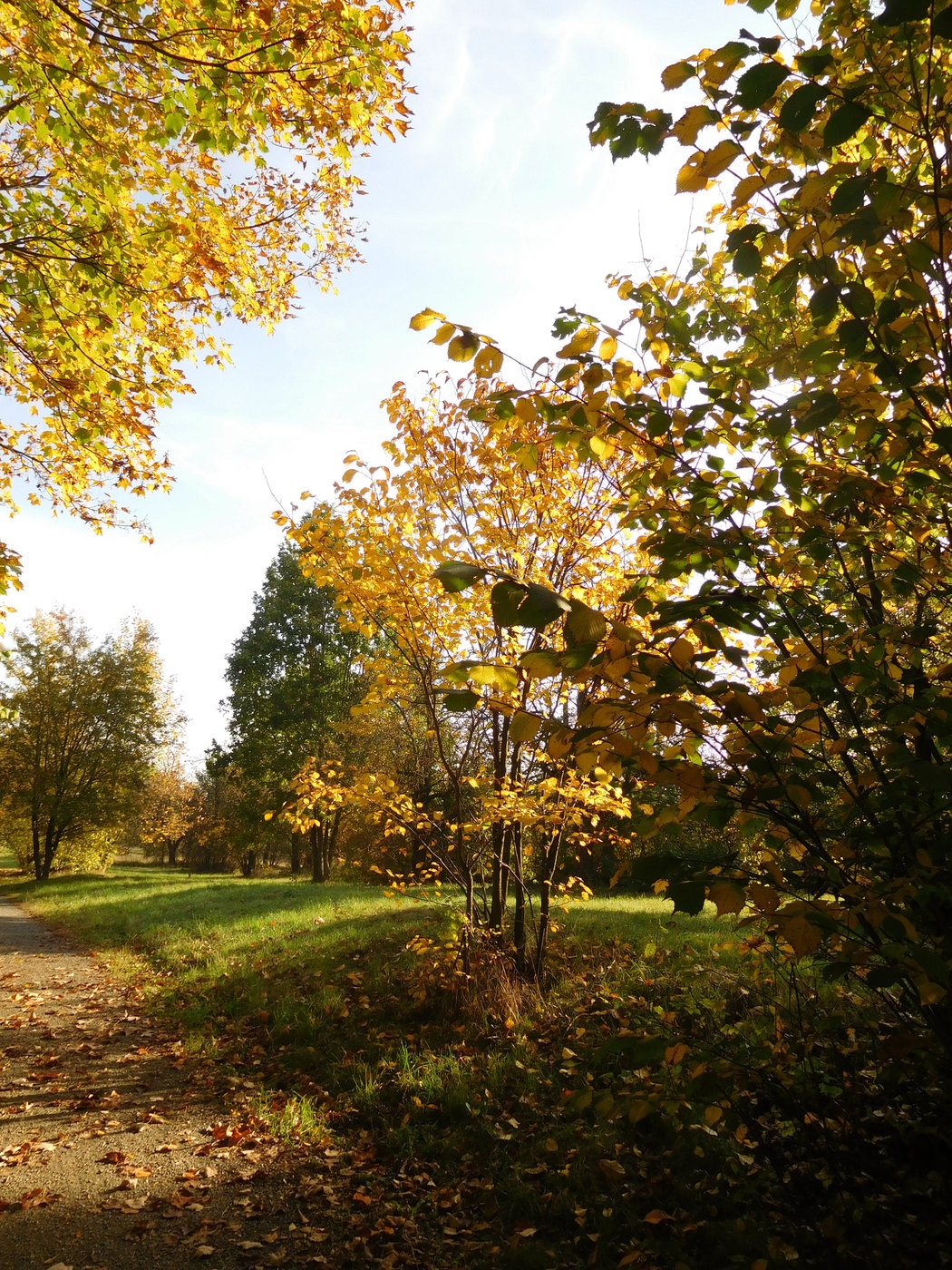 autum-1.jpg