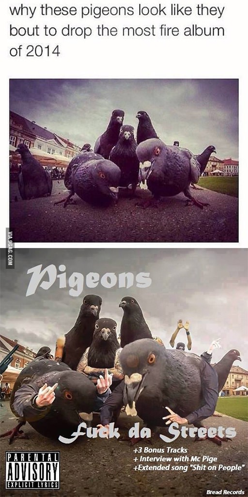 Backstreet-pigeons.jpg