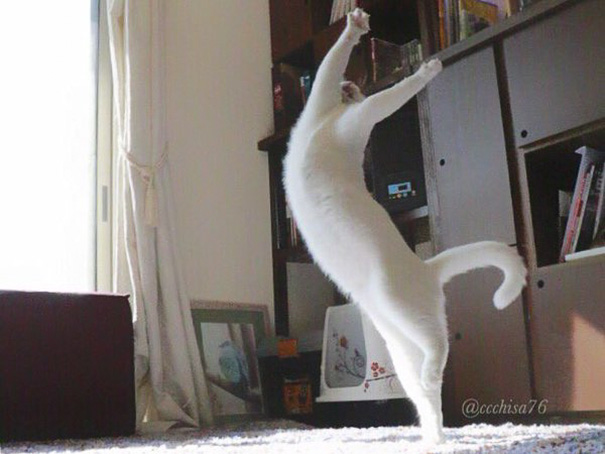 ballet-cat-japan-13.jpg