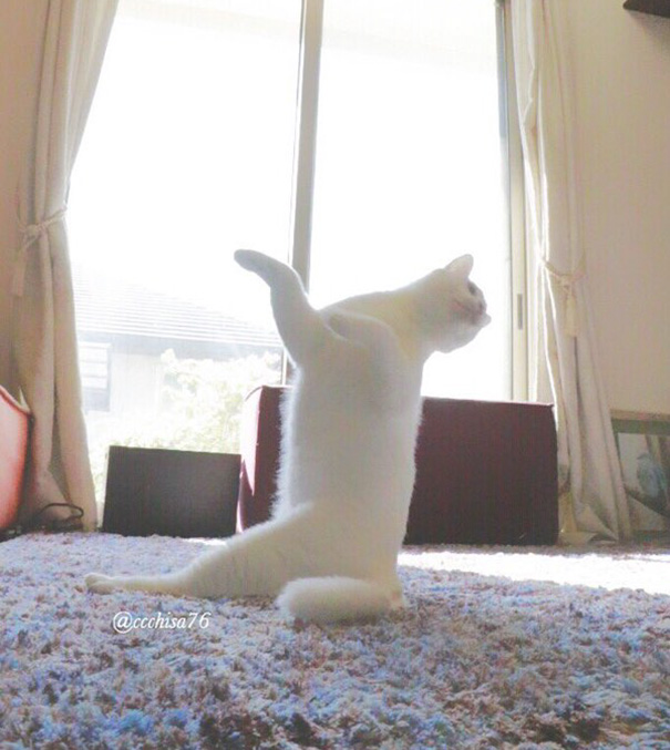ballet-cat-japan-17.jpg