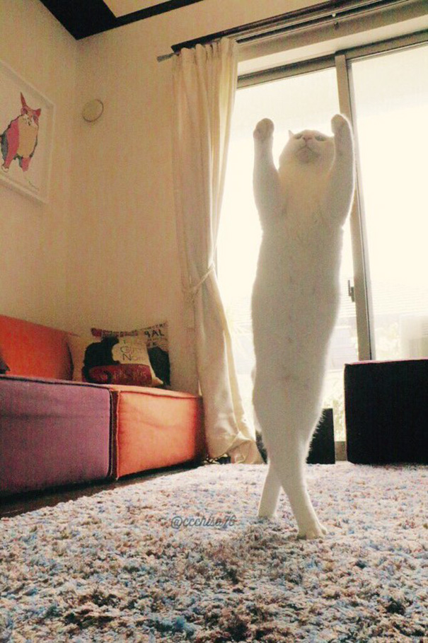 ballet-cat-japan-43.jpg