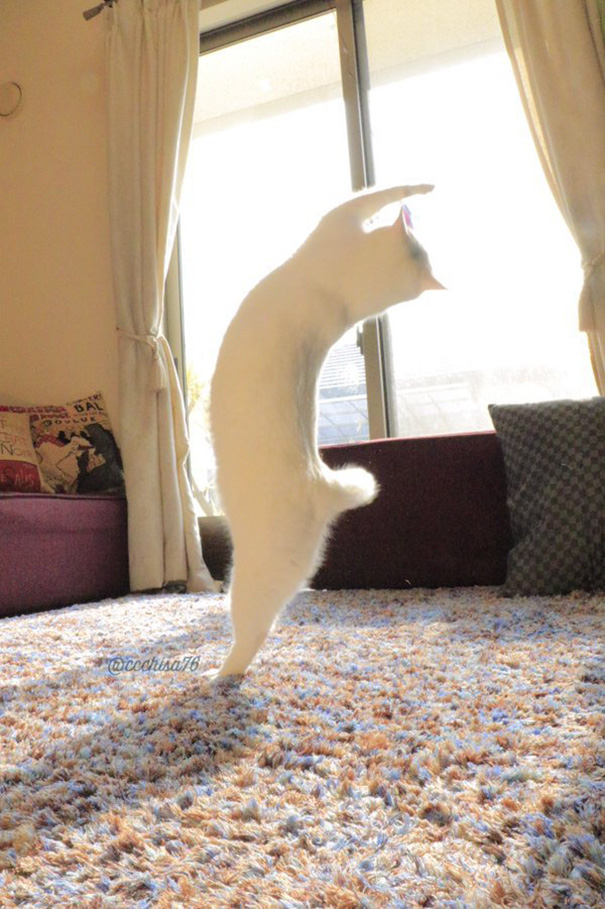 ballet-cat-japan-44.jpg