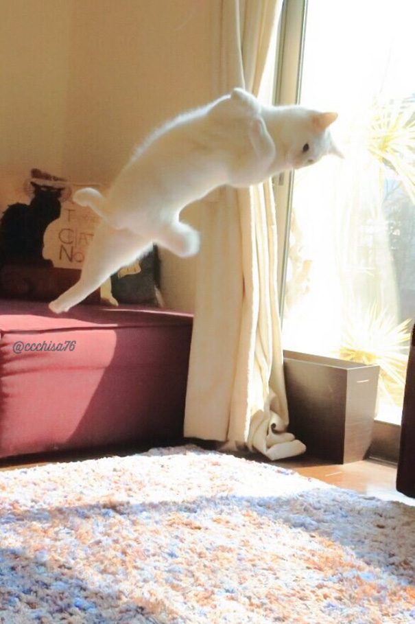 ballet-cat-japan-45.jpg