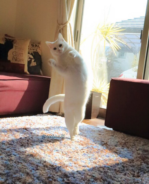 ballet-cat-japan-46.jpg