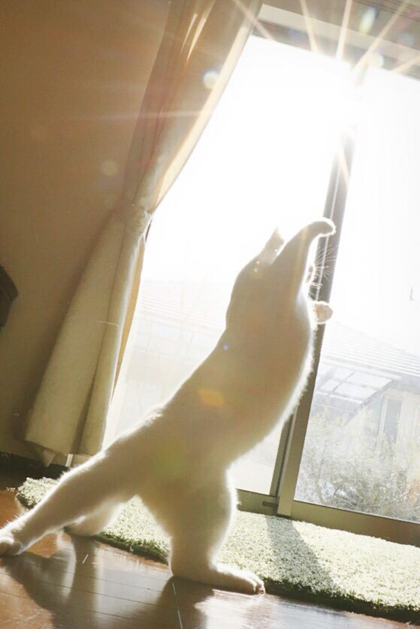 ballet-cat-japan-52.jpg