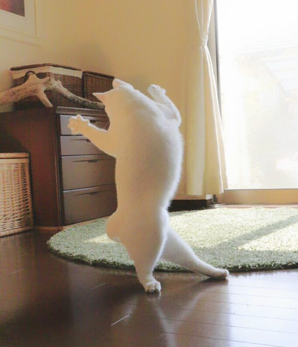 ballet-cat-japan-7.jpg