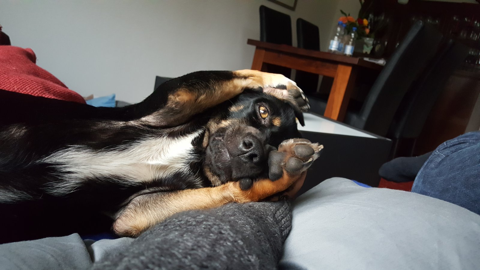 billyversteckt.jpg