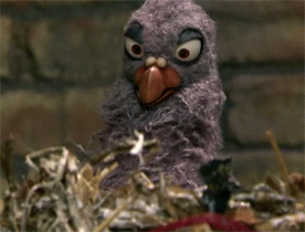 bird-gets-the-popcorn-and-opera-glasses-binoculars.gif