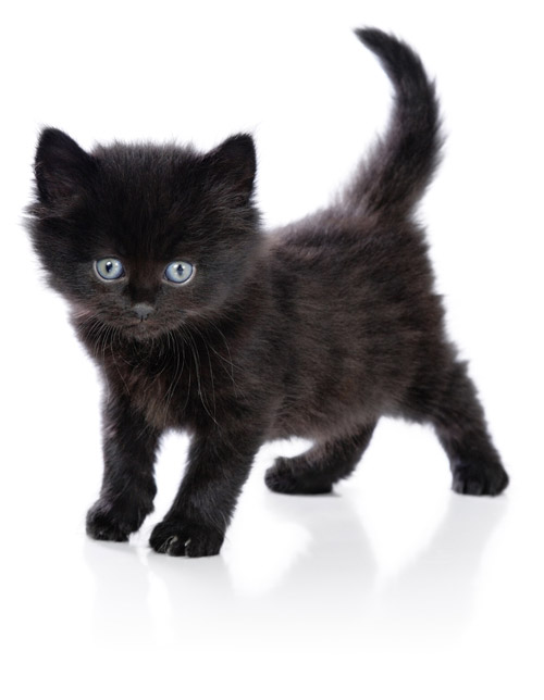 black-cat.jpg