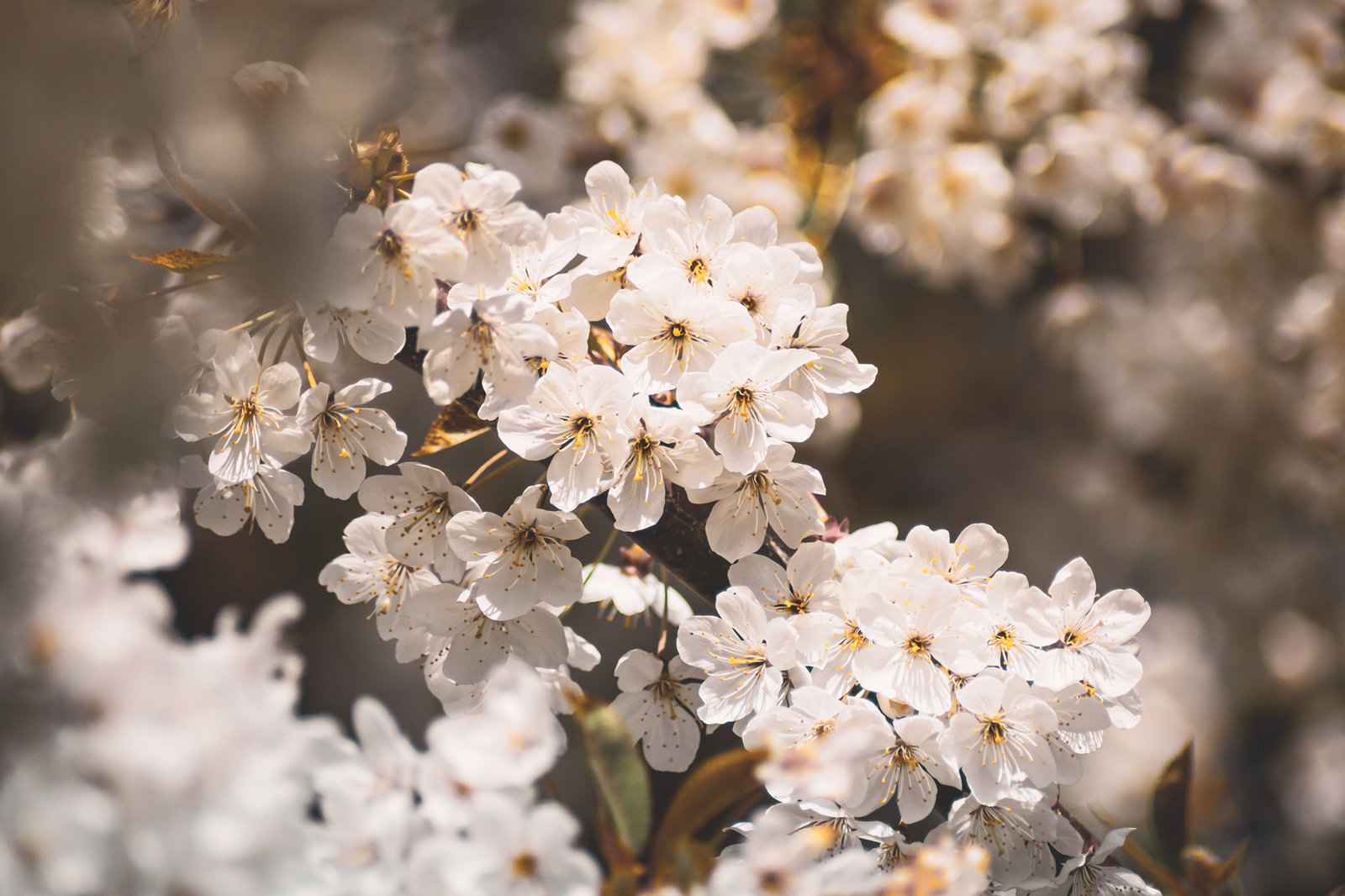 Blossom.jpg