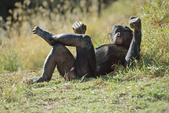 Bonobo-Apes-A-male-bonobo-007.jpg