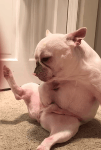 C31D1456-5137-496D-8AC9-375B5DA3573B.gif