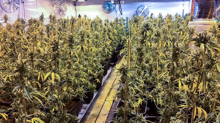 cannabis-plantage-baesweiler-102~_v-gseapremiumxl.jpg