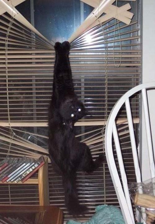 cat ar.jpg