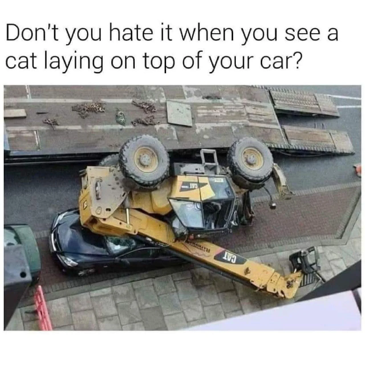 cat car.webp