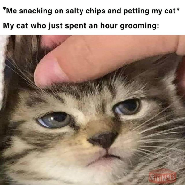 cat grooming.png