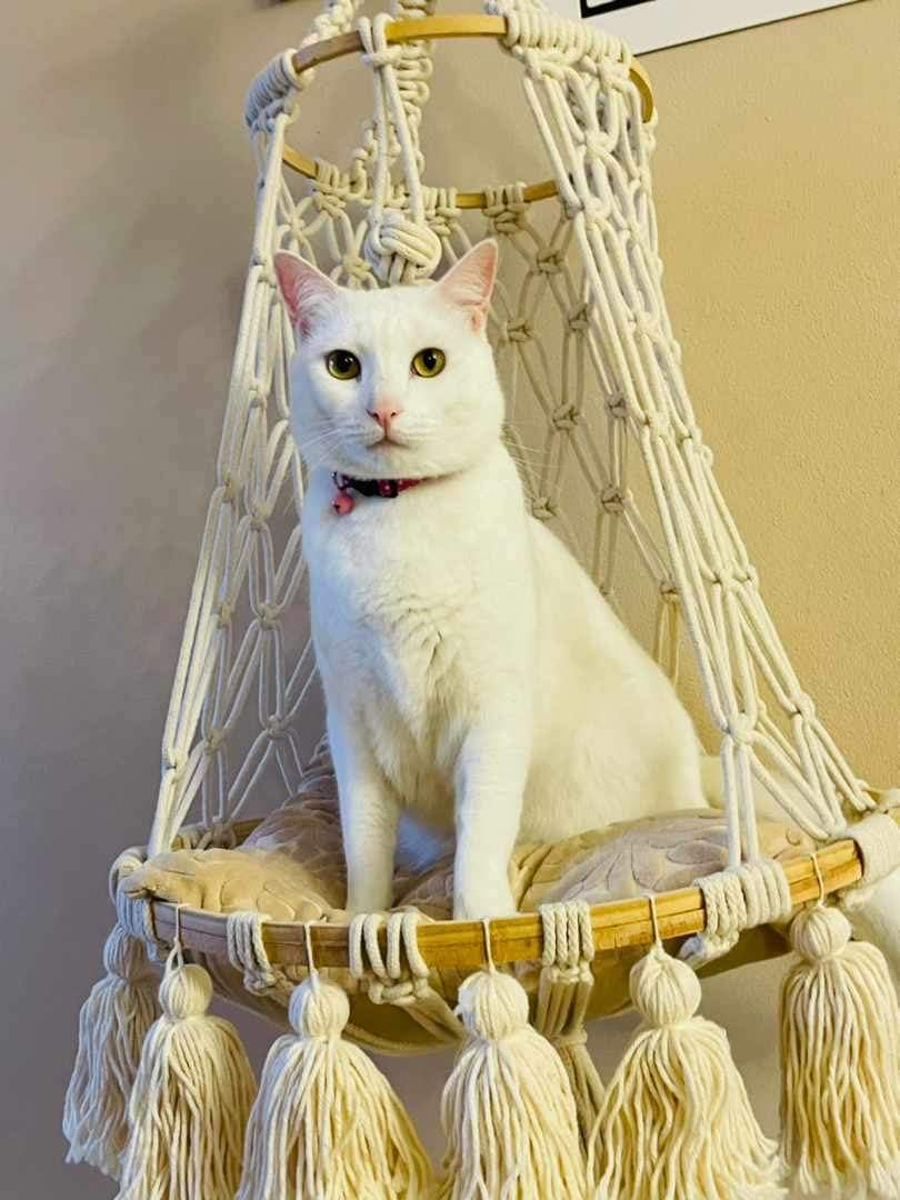 Cat.jpg