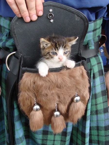 cat-kitten-purse.jpg