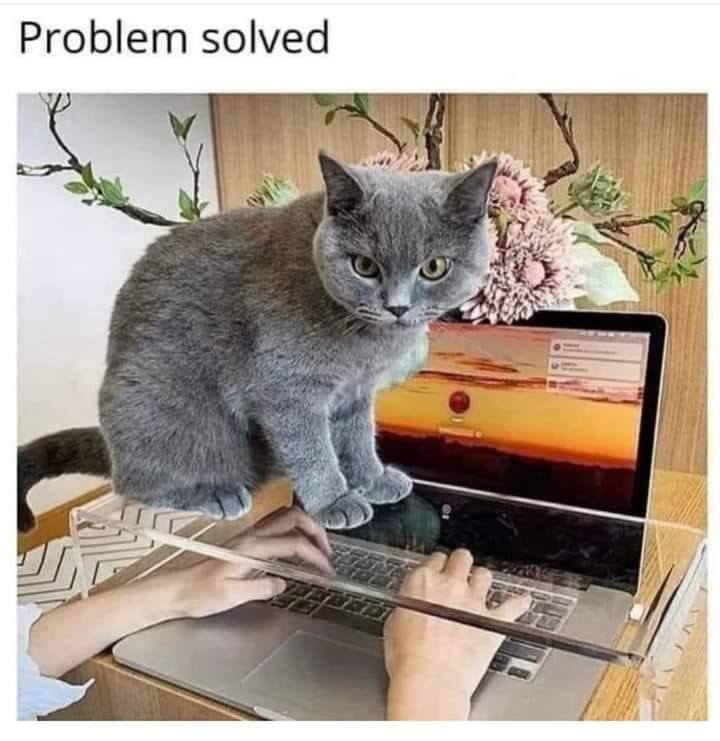cat - laptop.jpg