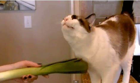 cat-leek-stroke-chin-random-1333061440M.gif