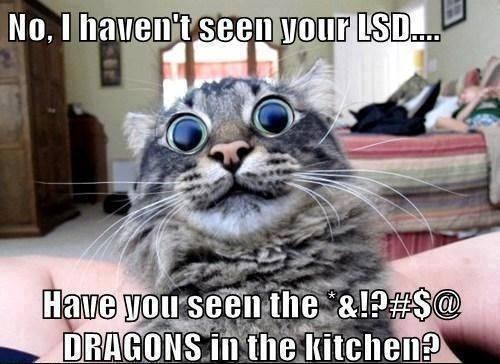 Cat LSD Dragons.jpg