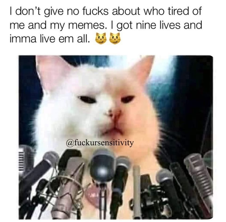 cat meme.jpg