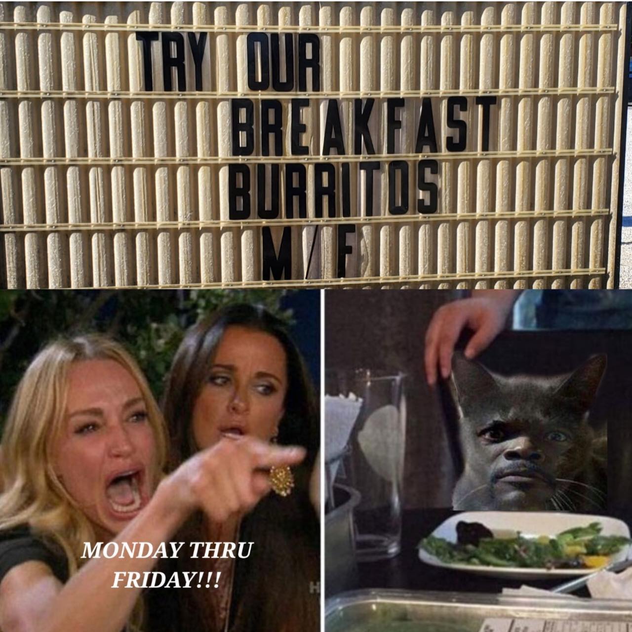 cat meme - monday friday.jpg
