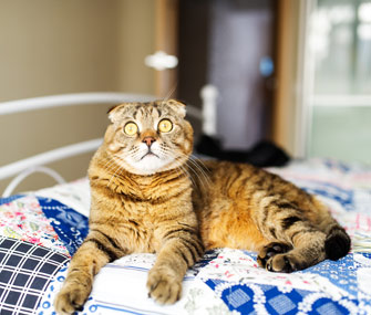 cat-on-bed-istock-86906259-large-335.jpg
