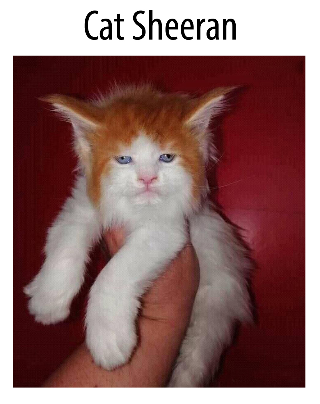 cat sheeran.jpg