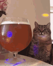 cat-sitting.gif