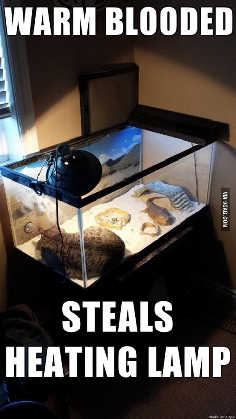 cat terrarium.jpg