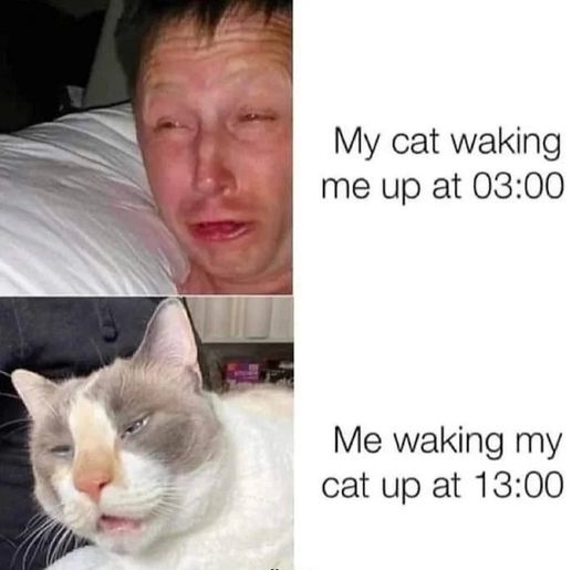 cat - wake up.jpg