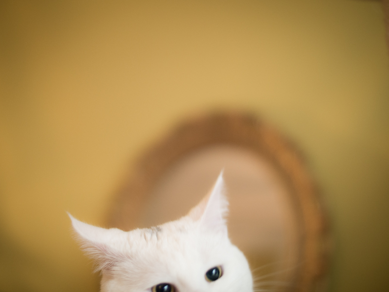 cat11-2.jpg