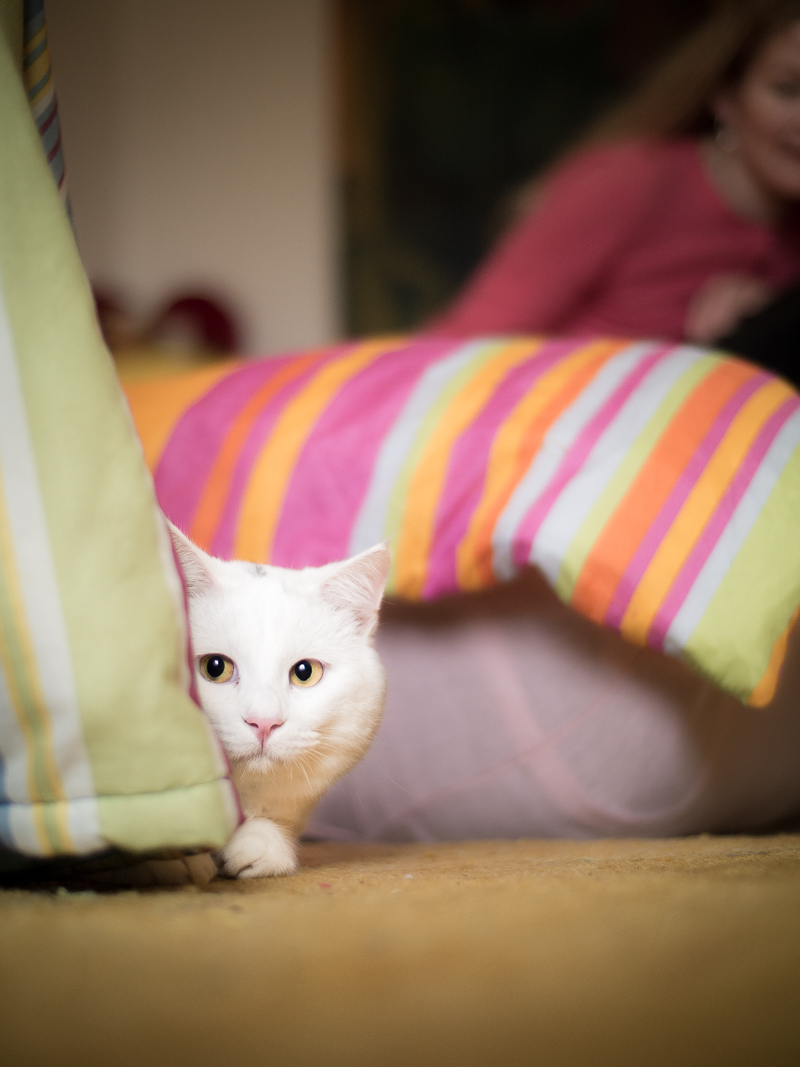 cat11-3.jpg