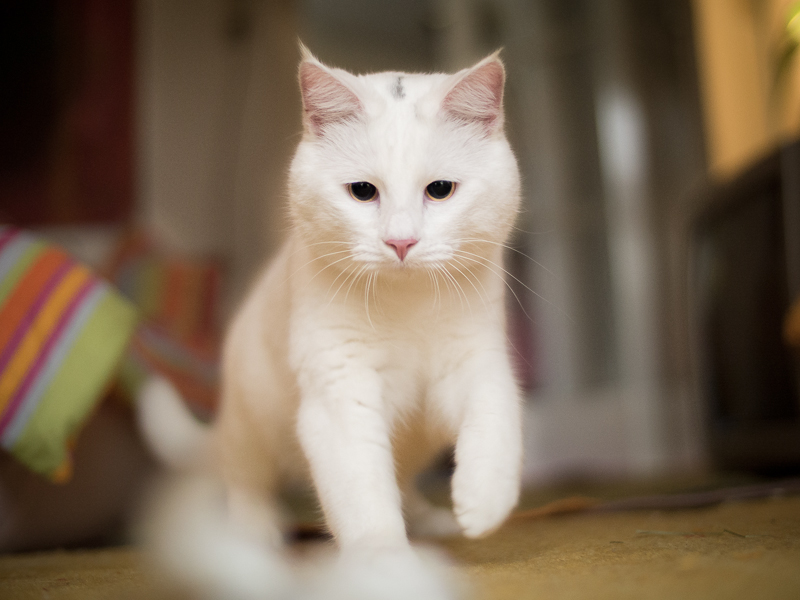 cat11.jpg