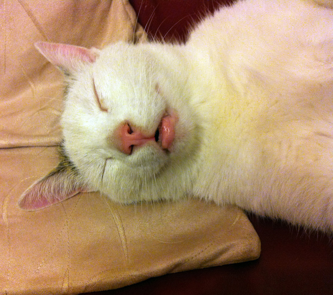 cat_1.jpg