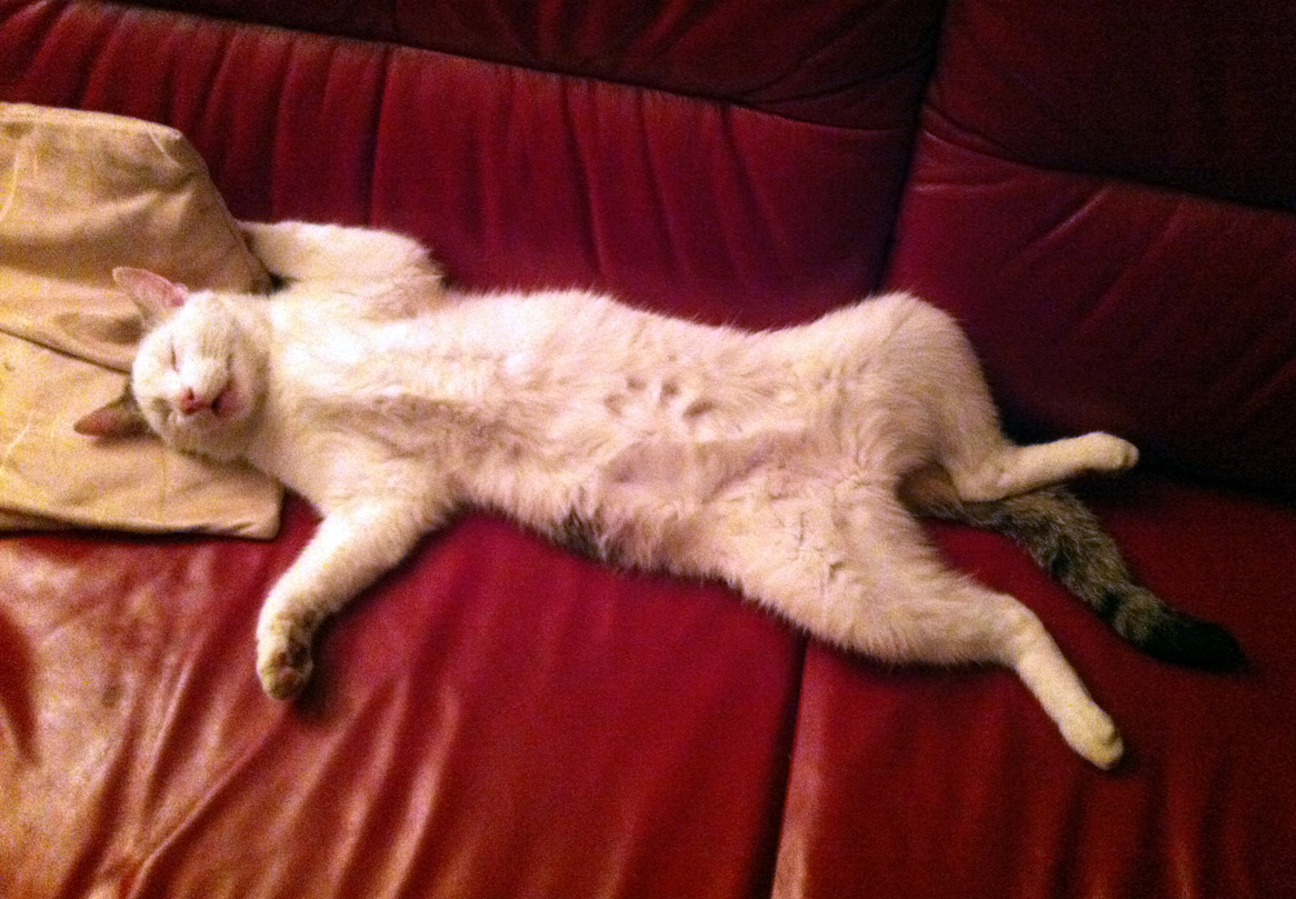 Cat_2.jpg