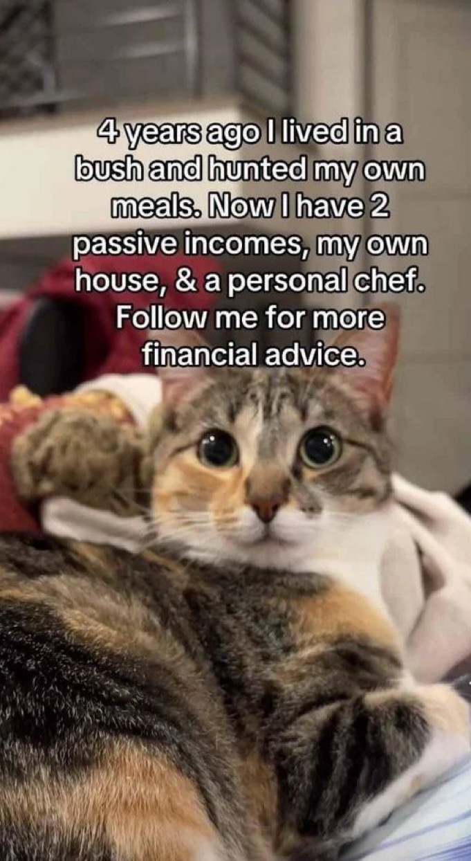 Cathouse.jpeg