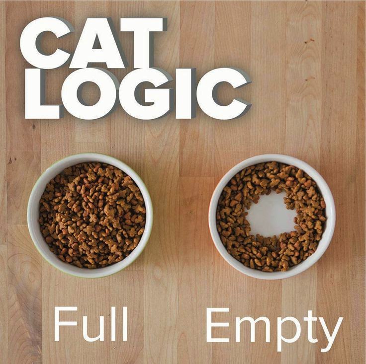 catl.jpg