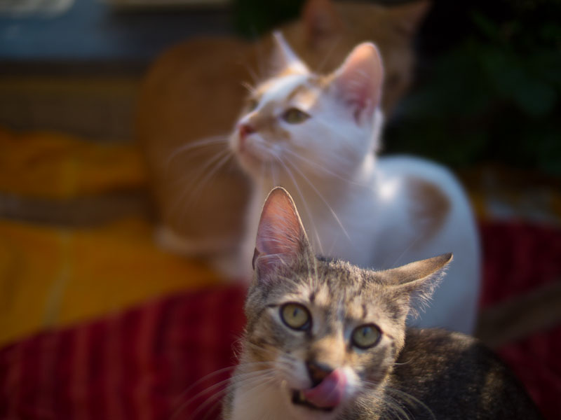 cats-10.jpg