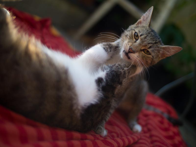 cats-14.jpg